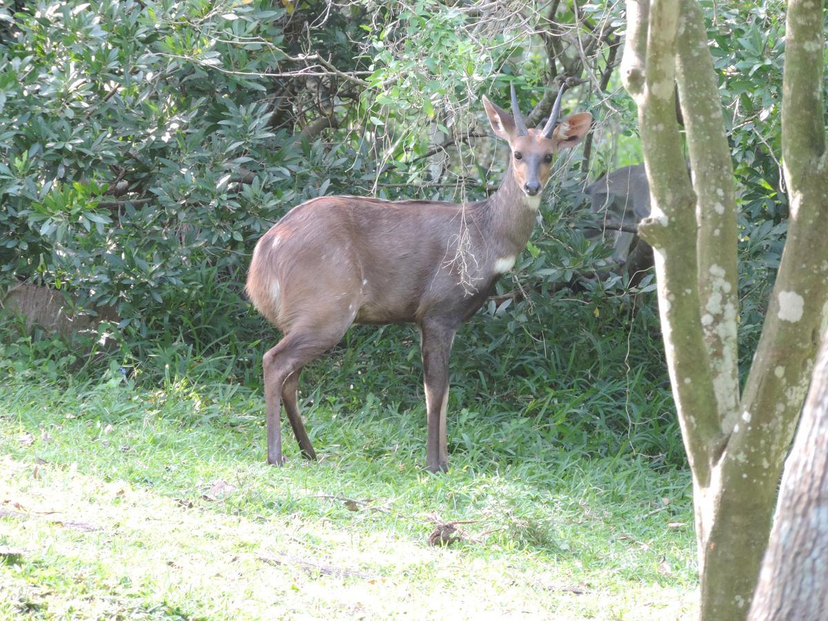 St Lucia Kingfisher Lodge ภายนอก รูปภาพ